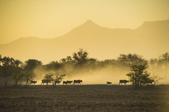 Silhouettes of cattle, herd walking in dusty savannah at sunset, Damaraland, Namibia