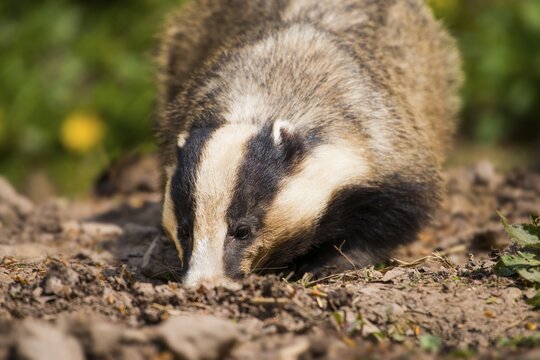 European badger (Meles meles) foraging in earth, captive, Hesse, Germany