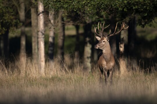 Red Deer (Cervus elaphus), stag, Copenhagen, Denmark