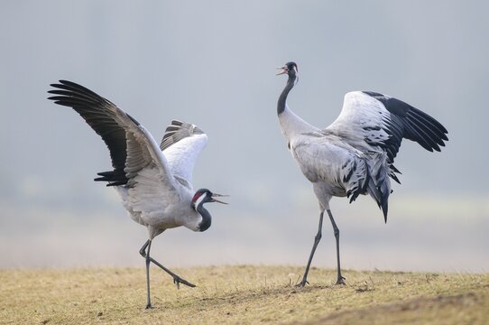 Dancing cranes (Grus grus) during the courtship in spring, Dance of the cranes, V&auml;sterg&ouml;tland, Sweden