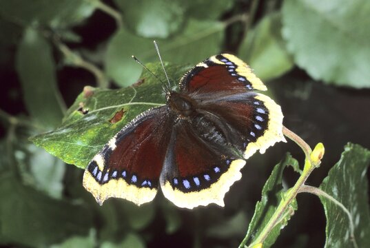 Mourning Cloak (Nymphalis antiopa)