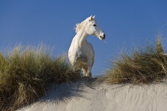Camargue-horse on sand-dune, Camargue, Southern France, Europe