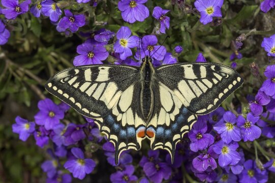 Swallowtail (Papilio machaon) sucks nectar on bluecissus (Aubrietta), Baden-W&uuml;rttemberg, Germany