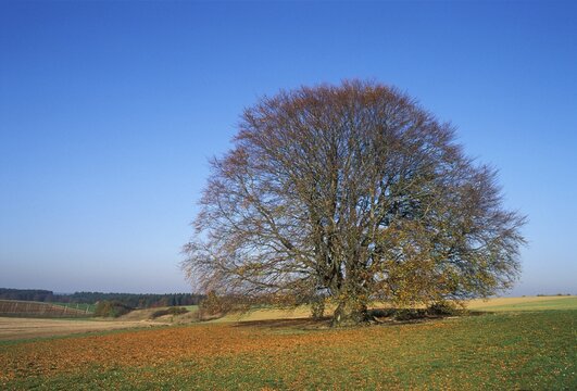 Bavaria beech tree Germany