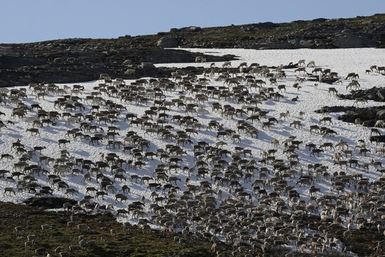 Reindeer (Rangifer tarandus) crossing a snowfield, North Norway, Norway