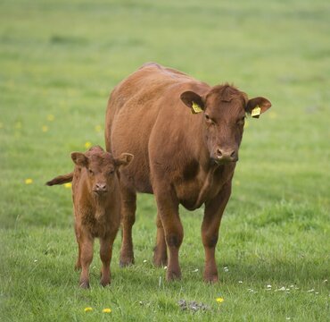 Domestic Cattle (Bos primigenius taurus), cow and calf standing on a pasture, Lower Saxony, Germany