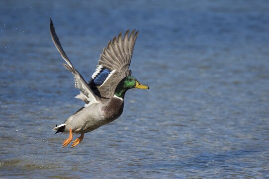 Mallard (Anas platyrhynchos), in flight over water surface, Germany
