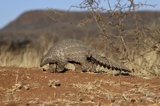 Ground pangolin (Smutsia temminckii), Okonjima Nature Reserve, near Otjiwarongo, Otjozondjupa Region, Namibia