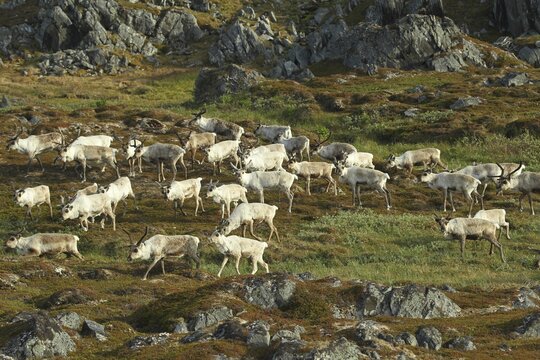 Reindeer (Rangifer tarandus) herd moving through tundra, Lapland, Norway