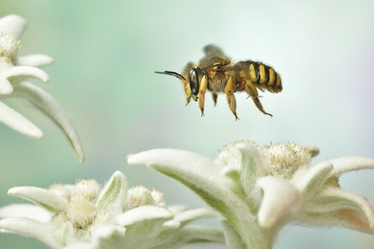 European wool carder bee (Anthidium manicatum) in flight at the flower of the Alpine Edelweiss (Leontopodium nivale), Germany