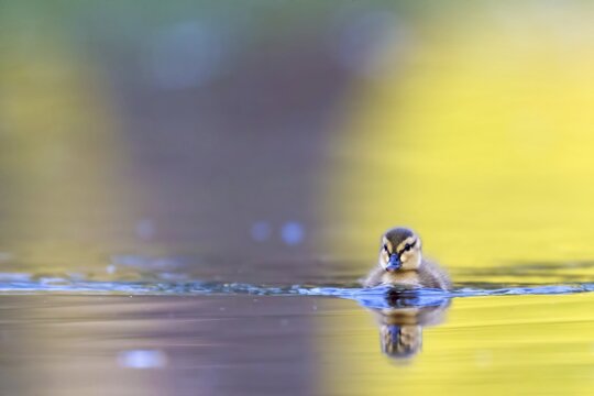 Mallard chick (Anas platyrhynchos) swimming in pond water, Germany