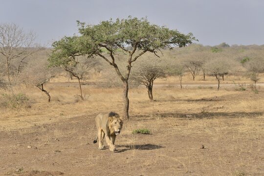 Asiatic Lion (Panthera leo persica), male, Gir Interpretation Zone, Gir Forest National Park, Gir Sanctuary, Gujarat, India