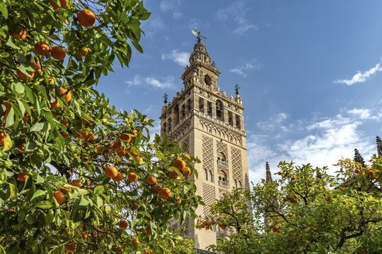 Giralda Bell Tower and Orange Courtyard, Santa Mar&iacute;a de la Sede Cathedral in Seville, Andalusia, Spain