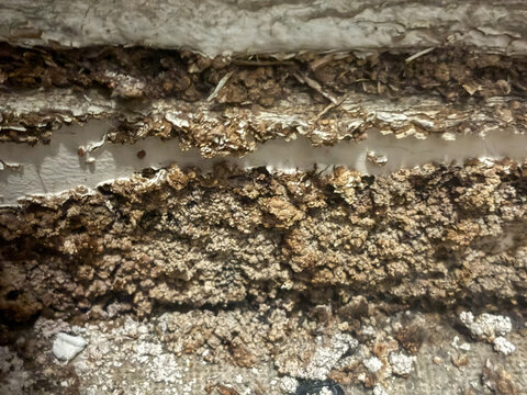 aAdvanced wet rot and moisture degradation on interior house skirting board or baseboard 