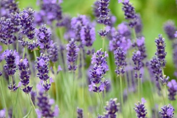 Obraz premium Lavendel