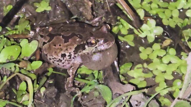 

Japanese tree frog croaking loudly with a ballooned throat on wet mud #001
번식기를 맞아 짝을 찾기 위해 목청껏 구애의 노래를 부르는 수컷 청개구리의 생태 #001

