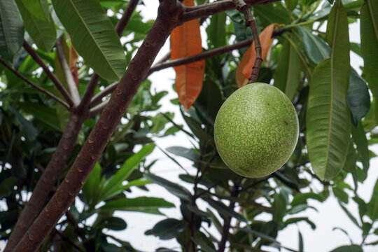 A close-up image at eye level of a single green, round fruit of the suicide tree hanging from a brown branch. The tree has thick green leaves with some yellowing foliage against a bright white sky.