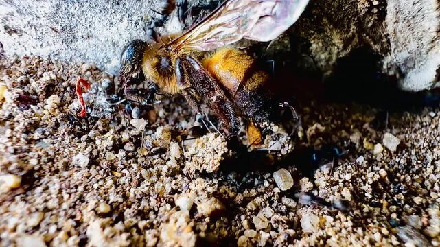 A close-up macro image of black ants dragging a large, dead bee into the entrance of their underground nest in sandy soil, illustrates natural teamwork, foraging behavior, and the food chain.