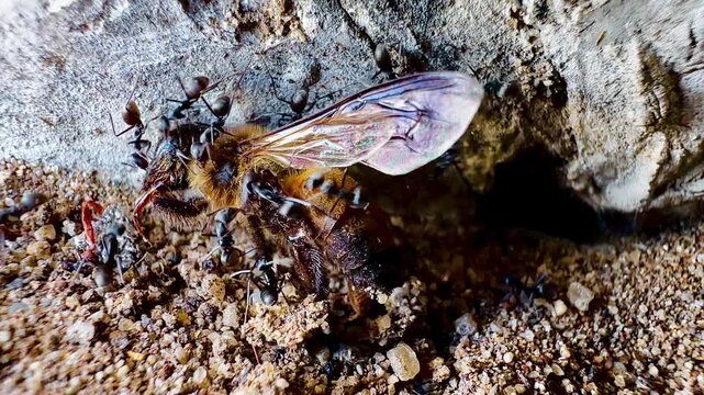 Black ants are working together to move a dead bee carcass from the sand into a burrow. This macro image illustrates teamwork in nature, as the ants drag the carcass of an insect larger than themselve