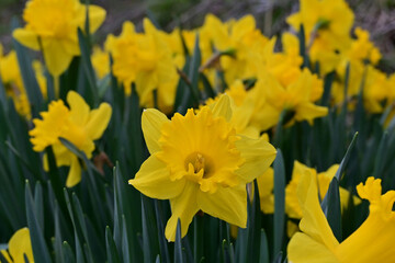 Fototapeta premium Close up of bright yellow daffodil flowers growing in abundance on spring field with soft blurred background