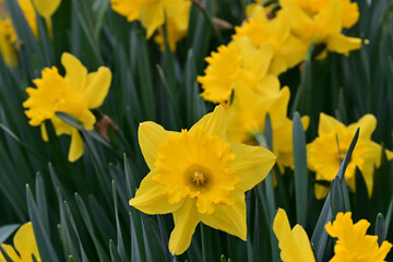 Obraz premium Close up of vibrant yellow daffodil flower blooming in spring field with green leaves background