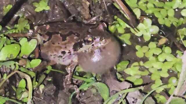 

Japanese tree frog croaking loudly with a ballooned throat on wet mud #002
번식기를 맞아 짝을 찾기 위해 목청껏 구애의 노래를 부르는 수컷 청개구리의 생태 #002
