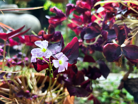 Oxalis triangularis, the tree of love , Purple shamrock is a perennial herbaceous plant with rhizomes belonging to the family Oxalidaceae. 