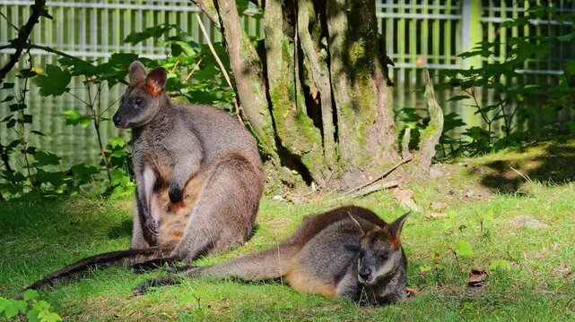 Swamp Wallaby, Wallabia bicolor, is one of the smaller kangaroos. This wallaby is also commonly known as the black wallaby