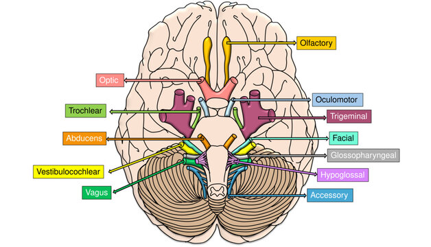 Human Cranial Nerves Anatomy Diagram on Inferior View of Brain Vector with Labelled