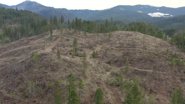 Evergreen Forests with Clearcuts Showing Oregon Wilderness Drone Aerial View
