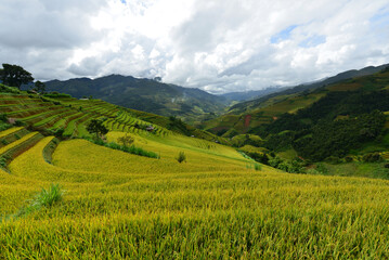 Terraced Rice Fields in Verdant Valley: Expansive golden terraced rice fields cascade down a lush green valley, framed by mist-shrouded mountains under a dramatic sky. © JKLoma