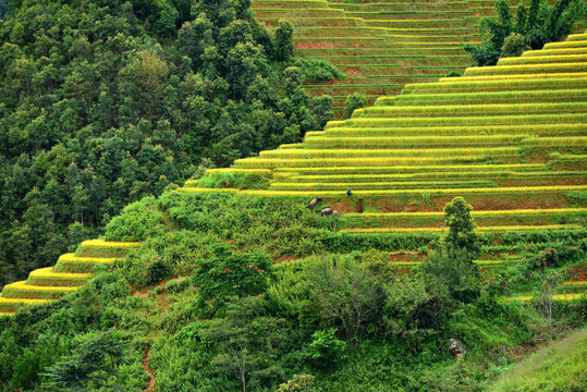 Terraced Rice Fields on a Hillside: Lush green rice terraces cascade down a verdant hillside.