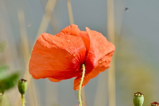 Mohnblume