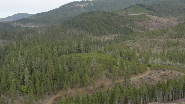 Evergreen Forests with Clearcuts Showing Oregon Wilderness Drone Aerial View