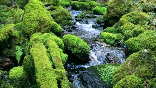 苔岩と流れ