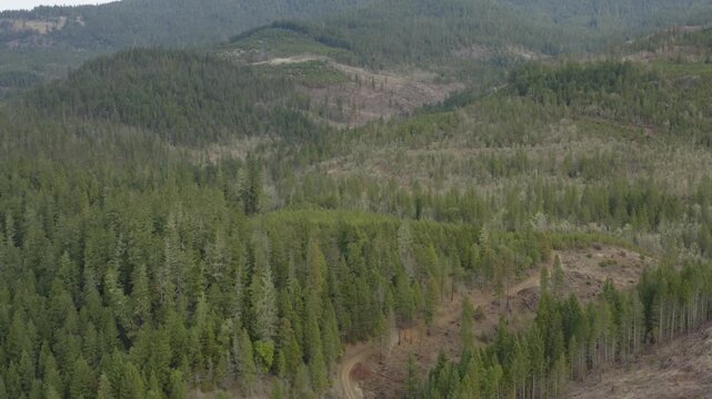 Evergreen Forests with Clearcuts Showing Oregon Wilderness Drone Aerial View
