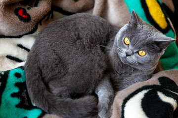 Gray cat resting on colorful fleece blanket © Ruslan Bolgov