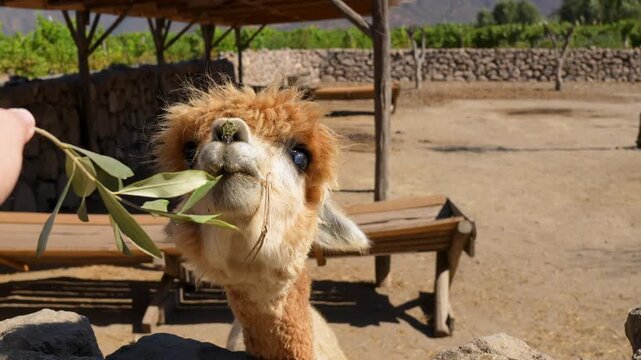 Close-up of a cute, fluffy brown alpaca being fed a green leafy branch by a person's hand at a sunny farm, showing a charming and friendly animal interaction