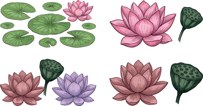 Elegant Lotus Flower and Lily Pad Collection Featuring Blooming Water Plants and Botanical Elements in Decorative Vector Illustration Style