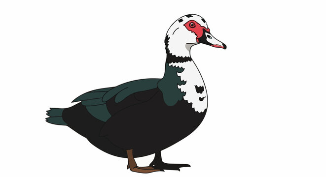 A cartoon-style image of a black and white duck with red facial markings, standing on white