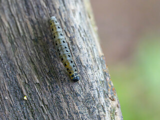 Fototapeta premium Bio Diversity - Yponomeutidae - Larva of the Ermine Moth