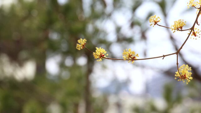 Cornelian Cherry Dogwood Flowers Blooming on Slender Branches