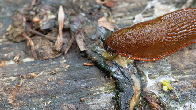 Biology -Arion rufus - Snail eating a dead Snail - Cannibalism in Nature