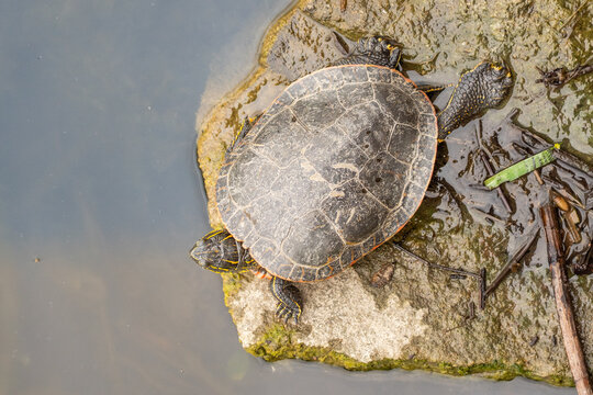 Wild painted turtle (Chrysemys picta) sunbathing on rock near water edge, natural reptile wildlife scene with detailed shell patterns and anatomy.