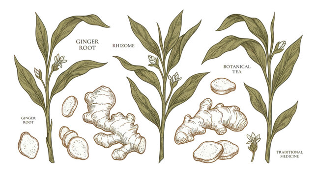 Ginger Plant Botanical Illustration Set