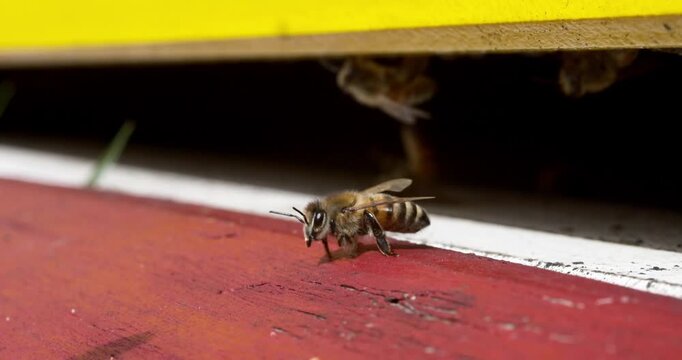 Macro of Honeybees at Hive Entrance Slot: Extreme macro shot of a honeybee fanning its wings beehive entrance