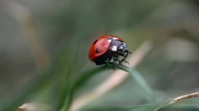 Ladybug Takeoff from Grass Blade Macro: Macro shot of a red ladybug opening wings