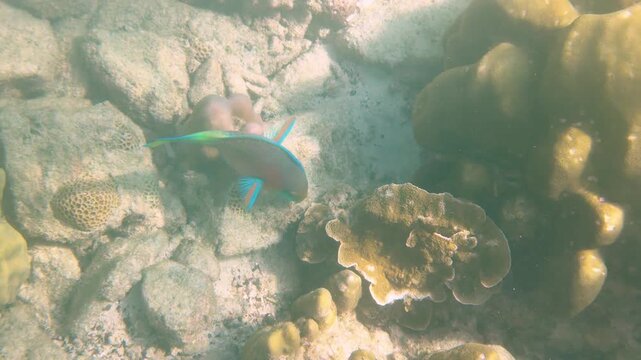 Vibrant Scaridae Parrotfish Swimming Over a Tropical Coral Reef in Palau