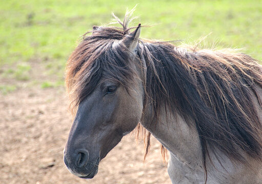 Beautiful Dulmen Pony mare looking direcltly into the camera, part of a wild horse herd