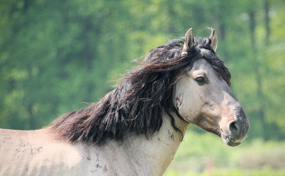Beautiful  and majestic Dulmen Pony stallion, portrait, part of a wild horse herd